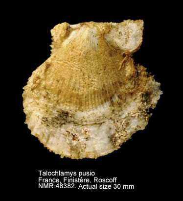 Talochlamys pusio (3).jpg - Talochlamys pusio(Linnaeus,1758)